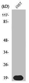 SKP1 Antibody