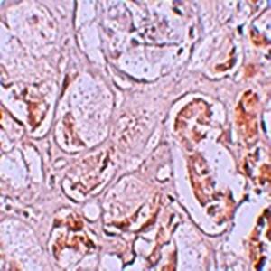 SLAMF9 Antibody