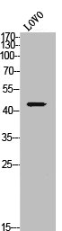 SLC16A3 Antibody