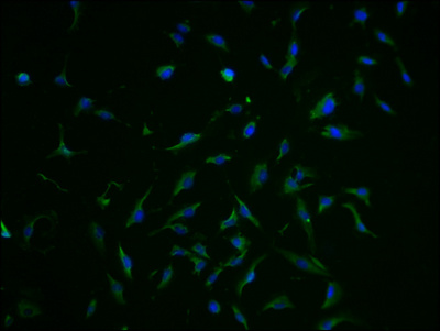 SLC1A3 Antibody