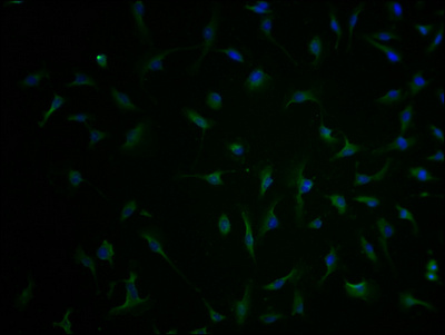 SLC1A3 Antibody