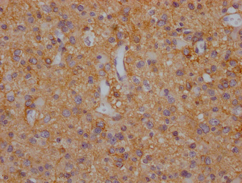 SLC1A3 Antibody