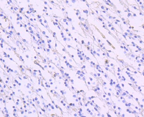 EAAT1 SLC1A3 Rabbit Monoclonal Antibody