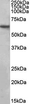 Goat anti-EAAT1 / GLAST1 Antibody