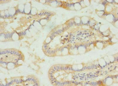 SLC23A1 Antibody