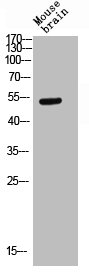 SLC2A3 Antibody