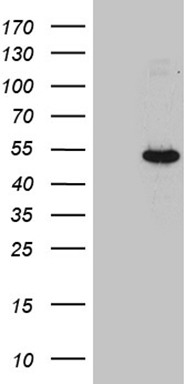 SLC39A5 Antibody