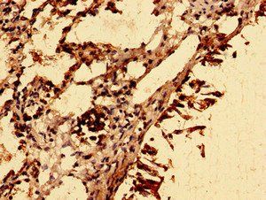 SLC39A8 Antibody