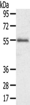 SLC43A2 Antibody