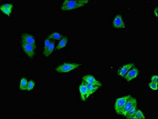 SLCO1C1 Antibody