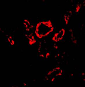 Slug Antibody