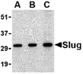 Slug Antibody