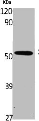 SMAD5 Antibody