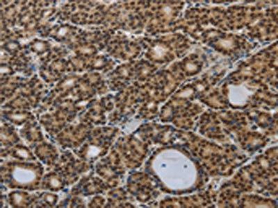 SMAD7 Antibody
