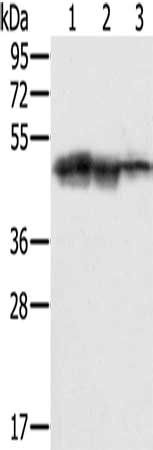 SMARCB1 Antibody