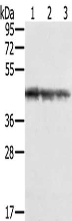 SMARCB1 Antibody