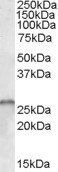 Goat anti-SMN1 / SMN2 Antibody