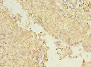 SMURF2 Antibody