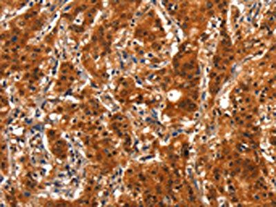 SMURF2 Antibody