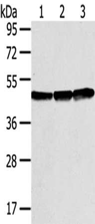 SMYD3 Antibody