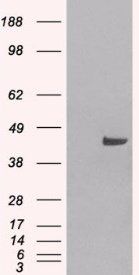 SNX16 Antibody