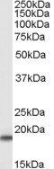 SOD1 Antibody