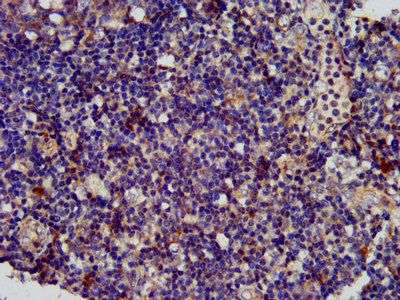 SPINK6 Antibody