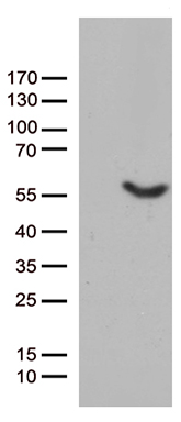 splicing factor 1 Antibody