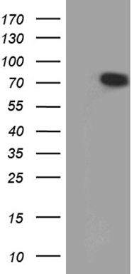 splicing factor 1 Antibody