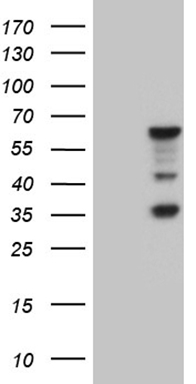 splicing factor 1 Antibody