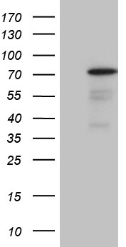 splicing factor 1 Antibody