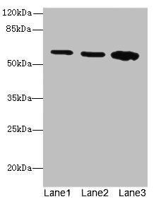 SPTLC2 Antibody