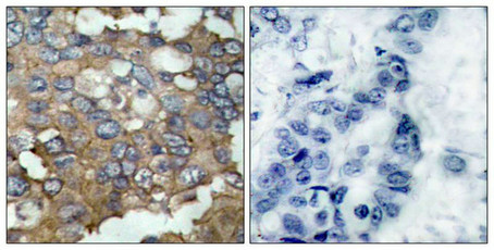 SRC (Ab-529) Antibody