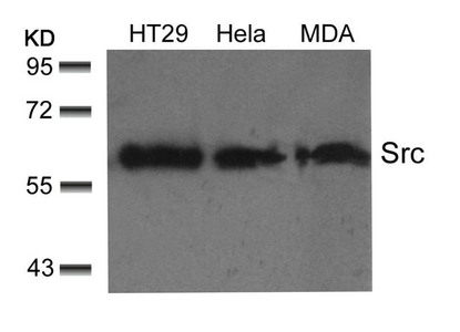 SRC (Ab-529) Antibody