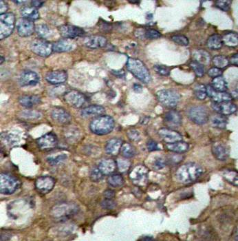 Src (Ab-529) Antibody