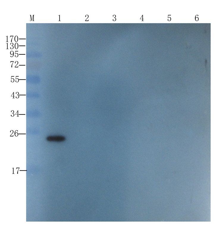SRD5A2 antibody