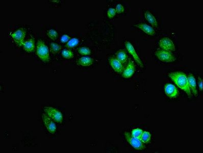 SRP54 Antibody