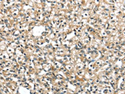 SRP54 Antibody