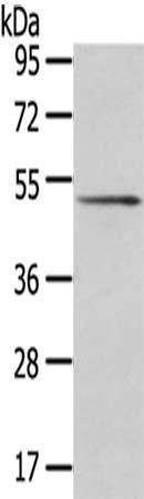 SRP54 Antibody