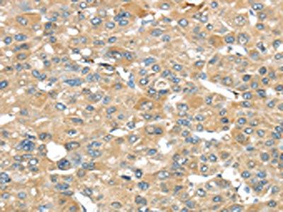 SRP54 Antibody