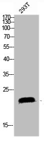 SRSF3 Antibody