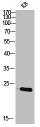 SRSF3 Antibody