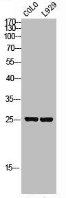 SRSF3 Antibody