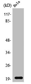 SRSF3 Antibody