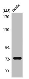 SSH3 Antibody