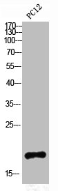SST Antibody