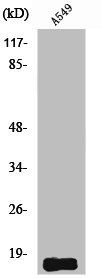 SST Antibody
