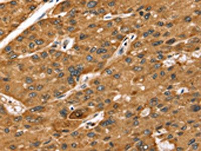 STARD5 Antibody
