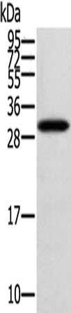STARD5 Antibody