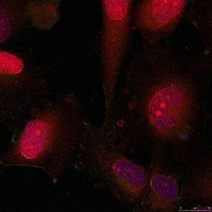 STAT3 (Ab-705) Antibody